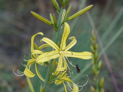 Asphodeline liburnica
