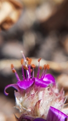 Cistanthe salsoloides