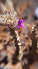 Cistanthe salsoloides