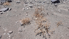 Cistanthe salsoloides