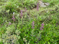 Pedicularis trichoglossa