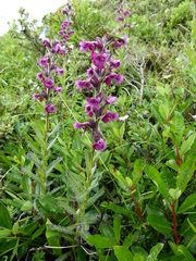 Pedicularis trichoglossa
