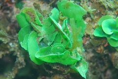 Dictyosphaeria sericea