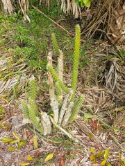 Harrisia aboriginum