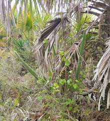 Harrisia aboriginum