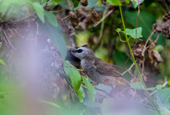 Pycnonotus goiavier jambu