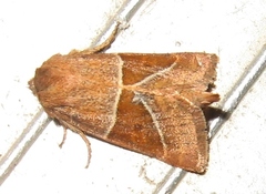 Lemmeria digitalis