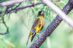 Chloris sinica minor