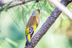 Chloris sinica minor