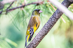 Chloris sinica minor