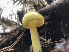 Hygrocybe