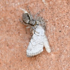 Sympistis sectilis