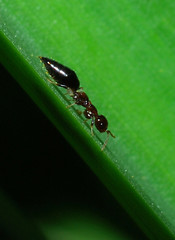 Sclerodermus niveifemur