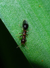 Sclerodermus niveifemur