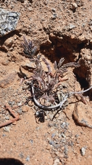 Hoffmannseggia prostrata