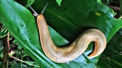 Vaginulus taunaisii