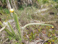 Harrisia fragrans subsp. aboriginum image