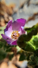 Cristaria integerrima lobulata