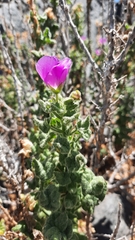 Cristaria integerrima lobulata