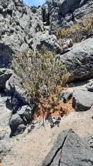 Cristaria integerrima lobulata