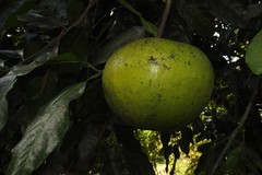 Diospyros nigra