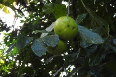 Diospyros nigra