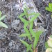 Symphyotrichum foliaceum cusickii - Photo no hay derechos reservados, uploaded by dougbrown