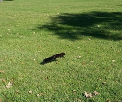 Sciurus carolinensis