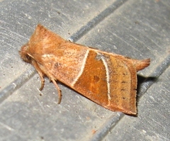 Lemmeria digitalis