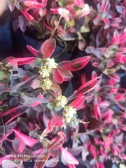 Alternanthera