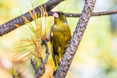 Chloris sinica minor