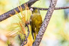 Chloris sinica minor