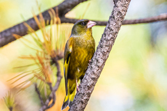 Chloris sinica minor