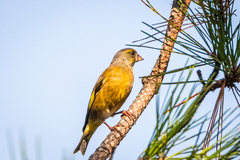 Chloris sinica minor