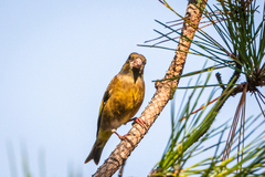 Chloris sinica minor