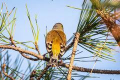 Chloris sinica minor