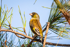 Chloris sinica minor