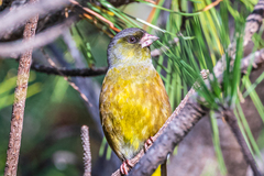 Chloris sinica minor