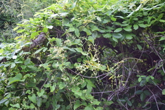 Antigonon flavescens