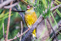 Chloris sinica minor