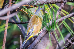 Chloris sinica minor