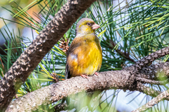 Chloris sinica minor