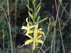 Asphodeline liburnica