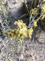 Pseudognaphalium cheiranthifolium