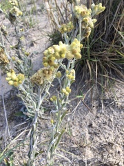 Pseudognaphalium cheiranthifolium