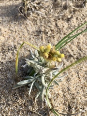 Pseudognaphalium cheiranthifolium