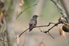 Saucerottia viridigaster