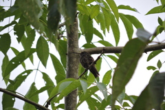 Saucerottia viridigaster