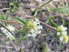 Mitracarpus megapotamicus