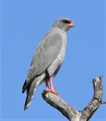 Dark Chanting Goshawk photo 1